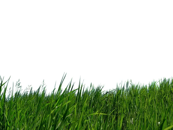 Hierba verde Imagen de stock