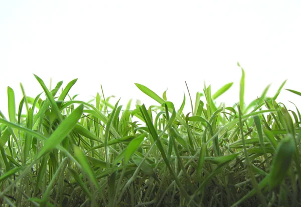 stock image Green grass