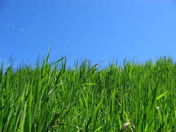 Grünes Gras & blauer Himmel — Stockfoto