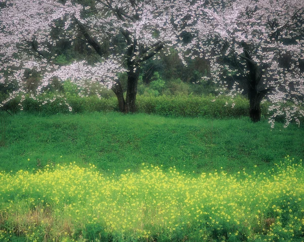 stock image Nature landscape view