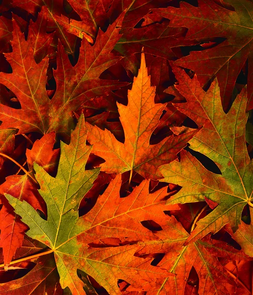 Podzimní období — Stock fotografie