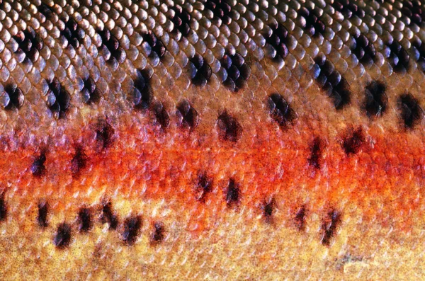 soyut dokulu boyalı