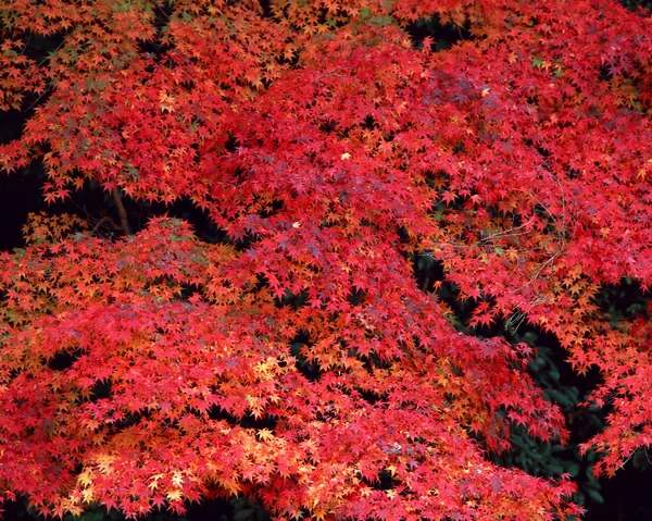 秋 — ストック写真