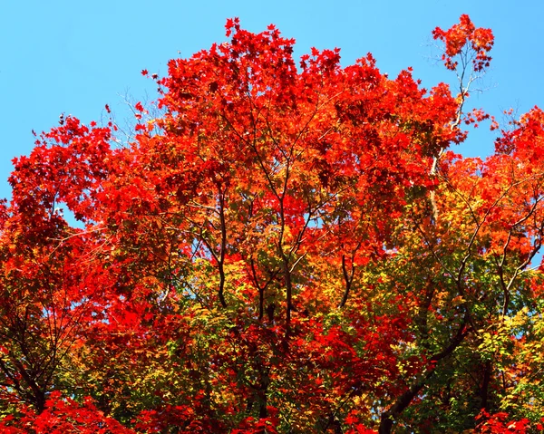 Stock image Autumn Season