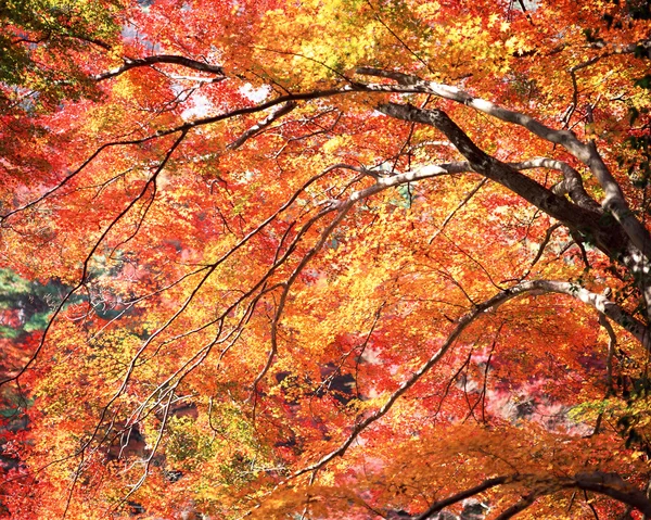 stock image Autumn Season