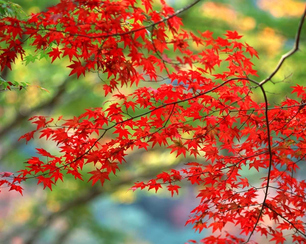 stock image Autumn Season