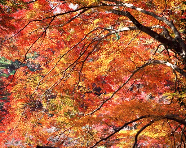 Temporada de otoño — Foto de Stock