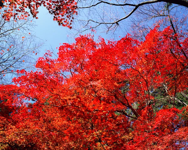 Autumn Season — Stock Photo, Image
