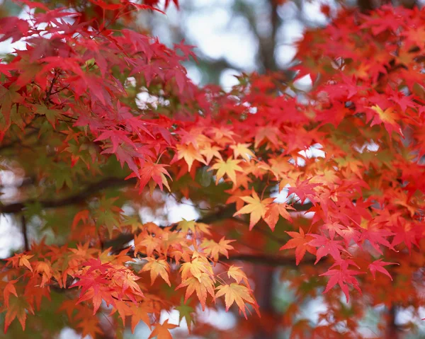 Stock image Autumn Season