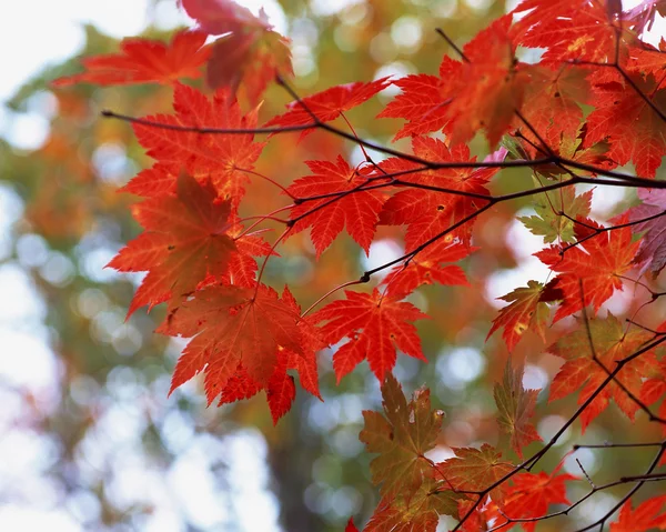 stock image Autumn Season