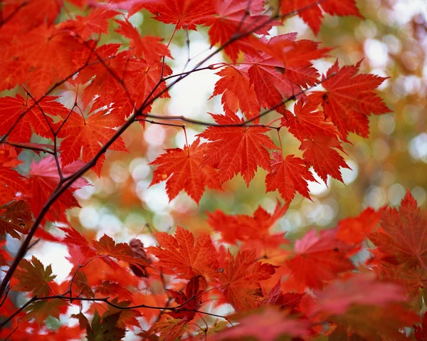 秋季季节 — 图库照片