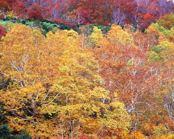 Temporada de otoño — Foto de Stock