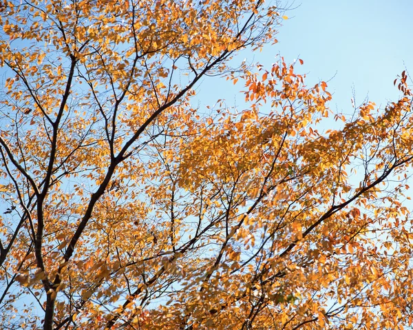 stock image Autumn Season