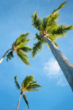 Palms and Caribbean sky clipart