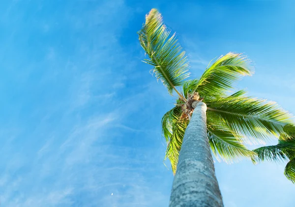 Palmy a karibské obloha — Stock fotografie