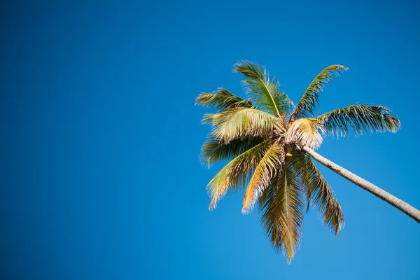 棕榈树和加勒比天空 — 图库照片