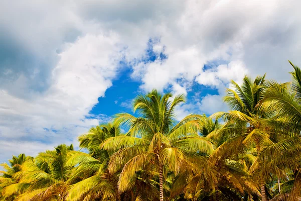 Nuvens de tempestade acima da floresta de palmeiras — Fotografia de Stock