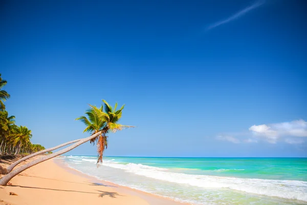 Caribbean coast — Stock Photo, Image