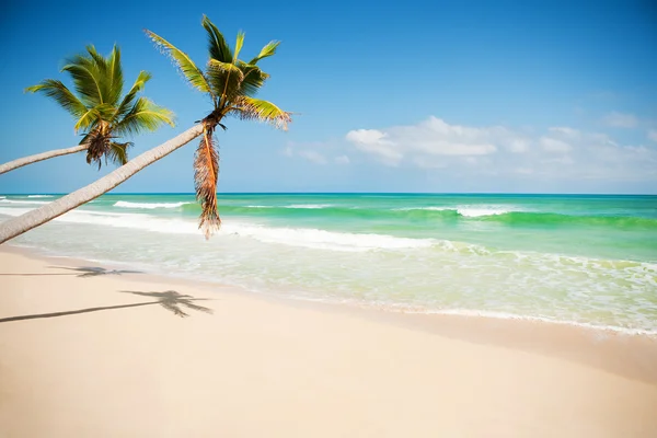 Costa caraibica — Foto Stock