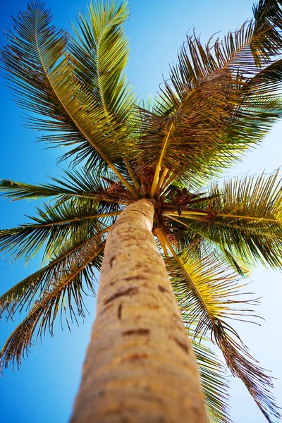 Palmy a karibské obloha — Stock fotografie