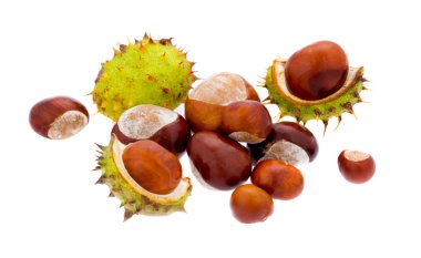 Set of chestnuts (XXL) clipart