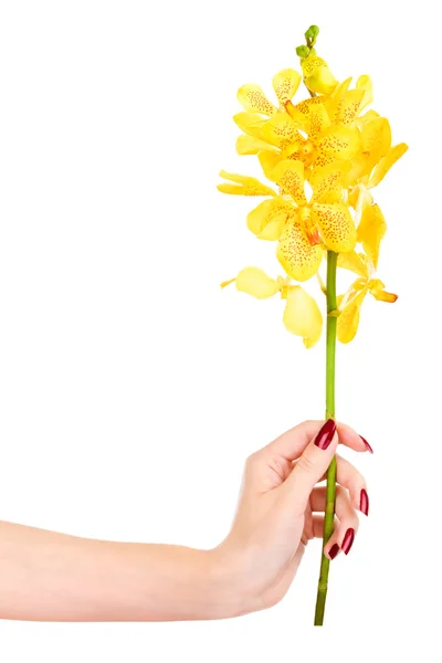 Mão com orquídea amarela — Fotografia de Stock