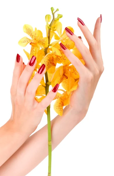 Hand met gele orchidee — Stockfoto