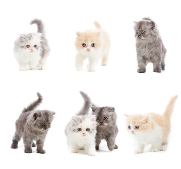 Set of cats — Stock Photo, Image