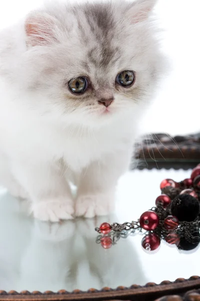 Yavru kedi ve ayna — Stok fotoğraf