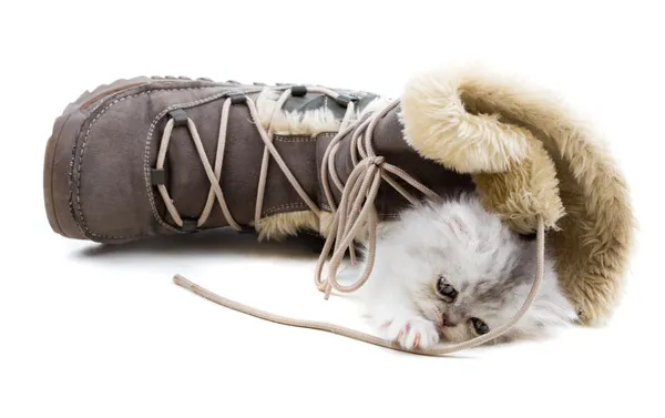 Котенок и сапоги — стоковое фото