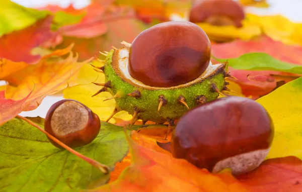 Vele herfstbladeren met sommige kastanjes — Stockfoto