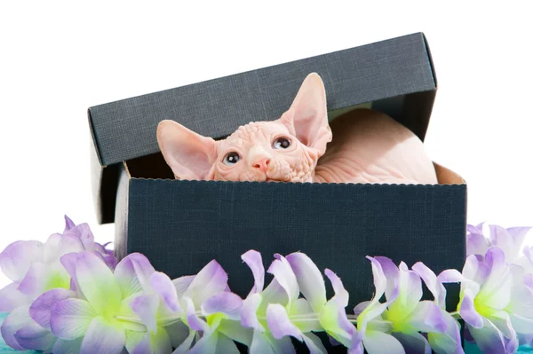 Сфинкс-котенок — стоковое фото