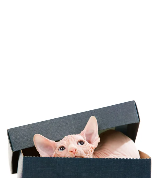 Kotek sfinks — Zdjęcie stockowe