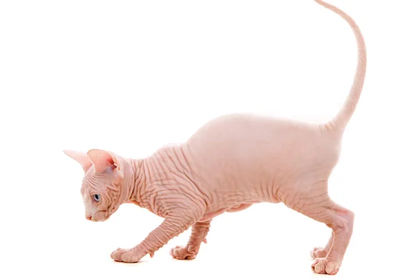 Сфинкс-котенок — стоковое фото