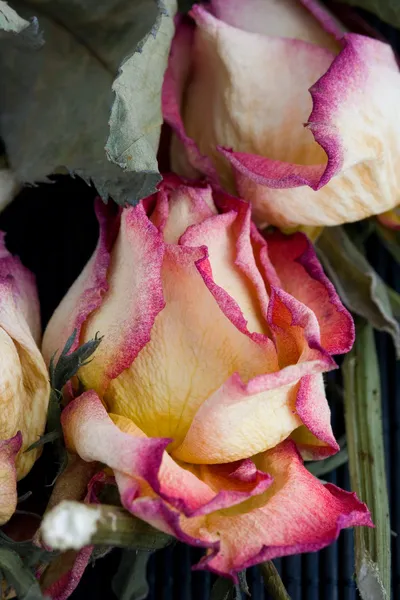 Cabeça de rosa seca close-up — Fotografia de Stock