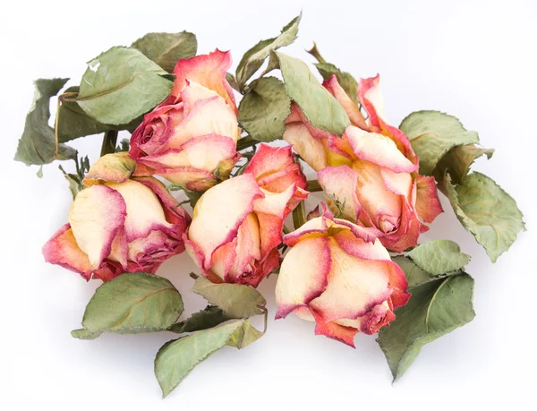 Bouquet de roses sèches — Photo