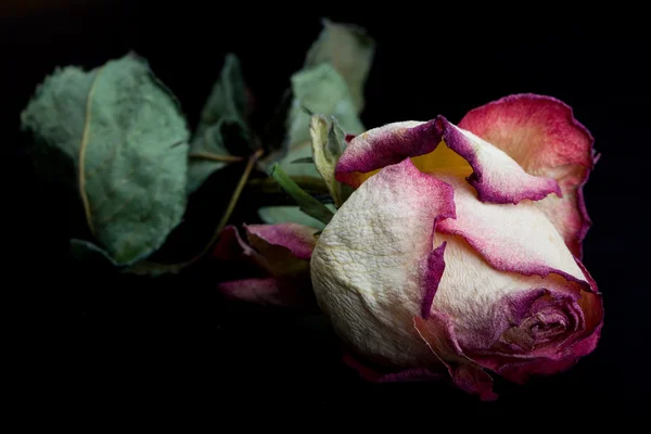 Rosa seca en una oscuridad —  Fotos de Stock
