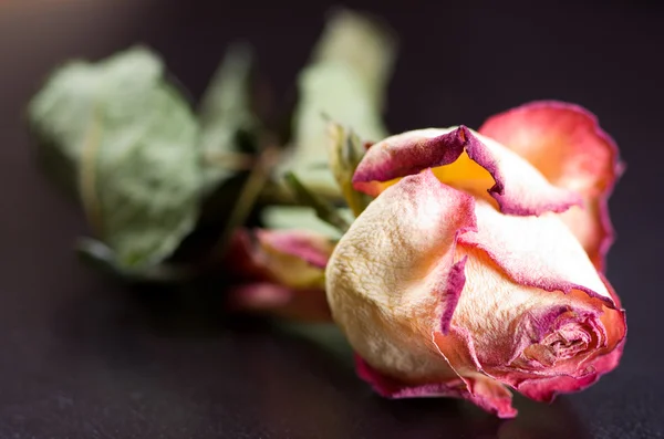 Крупним планом суха троянда на шкіряному стільці — стокове фото