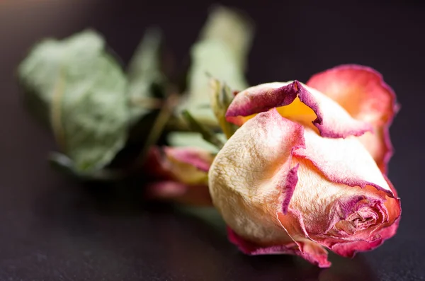 Gros plan de rose sèche sur une chaise en cuir — Photo