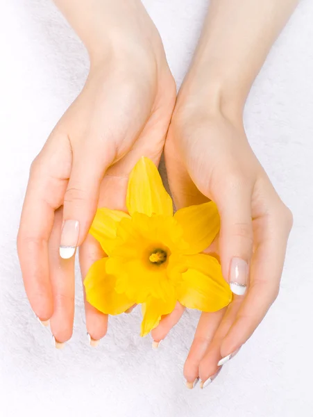 Daffodils nas mãos — Fotografia de Stock