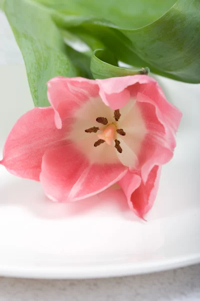 Тюльпан на тарелке — стоковое фото
