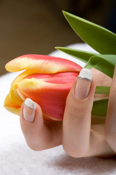 Tulip in woman hands — Stock Photo, Image