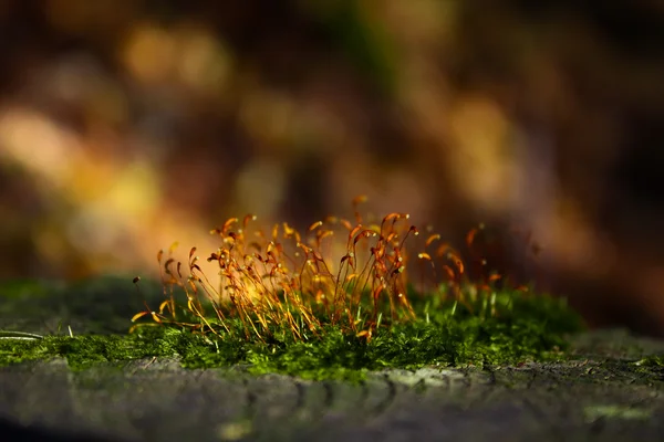 Lichenes en el sello — Foto de Stock