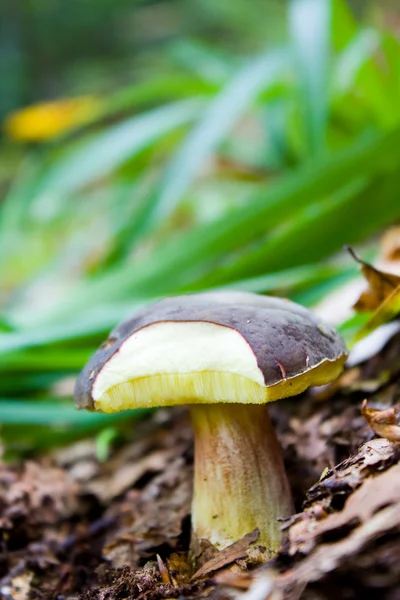 Mushroom — Stock Photo, Image