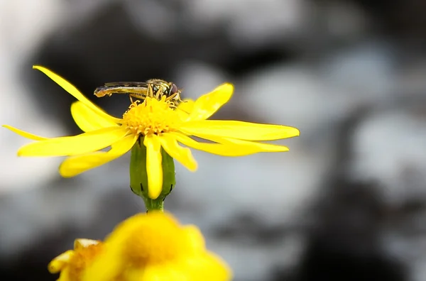 Insekt auf Blume — Stockfoto