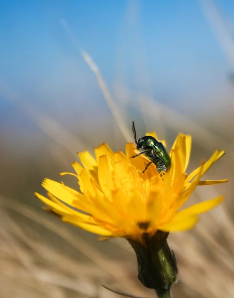 Insect on flower — Stock Photo, Image
