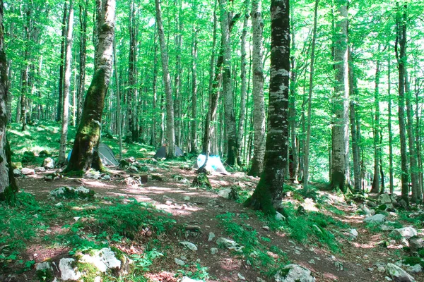 Κάμπινγκ στο δάσος οξιών, λίμνη biogradsko — Φωτογραφία Αρχείου