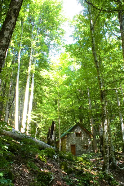 Casa nella foresta — Foto Stock