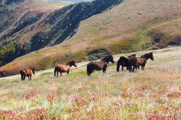 山上的野生 horsees — 图库照片