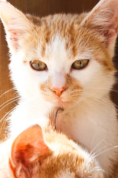 Portret van kleine gele katten — Stockfoto
